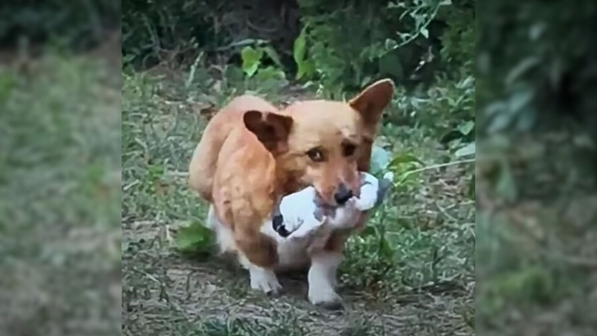 Man Shocked When He Sees A Dog Mom Carrying Her Tiny Baby In The Mouth, Begging For Help