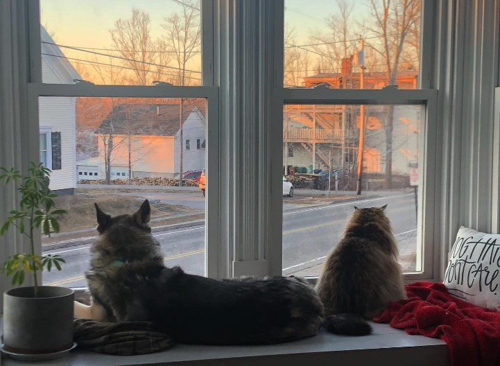 a cat and a husky are sitting by the window