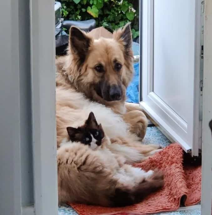 a cat in the arms of a German charmer