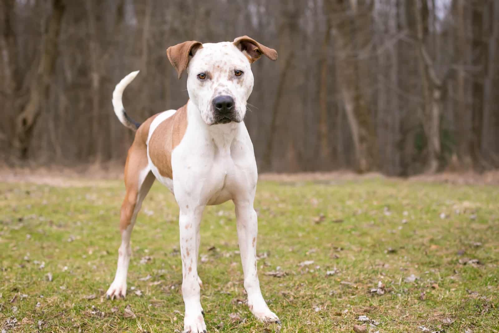 A Catahoula Leopard Dog x Pit Bull Terrier mixed breed dog with freckles on its face and floppy ears standing outdoors