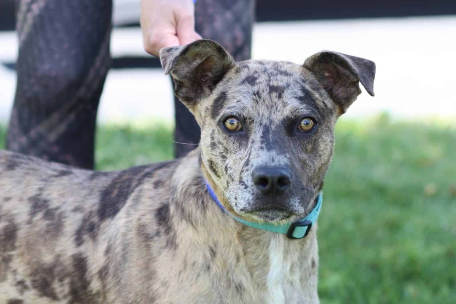 A Catahoula Leopard Dog x Pit Bull Terrier stands and looks in front of him