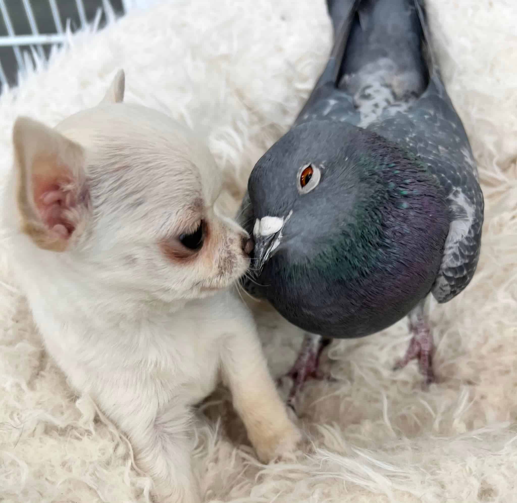 a chihuahua and a pigeon kiss