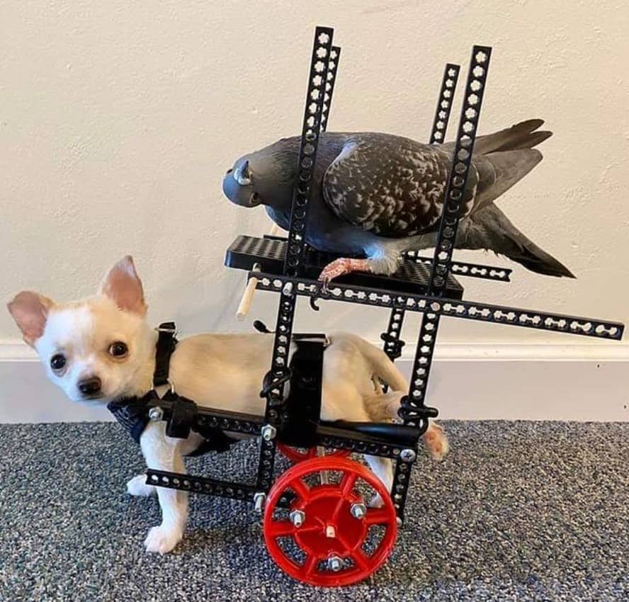 a chihuahua with a wheelchair drives a pigeon