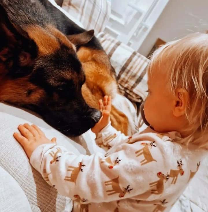 a child plays with a German shepherd