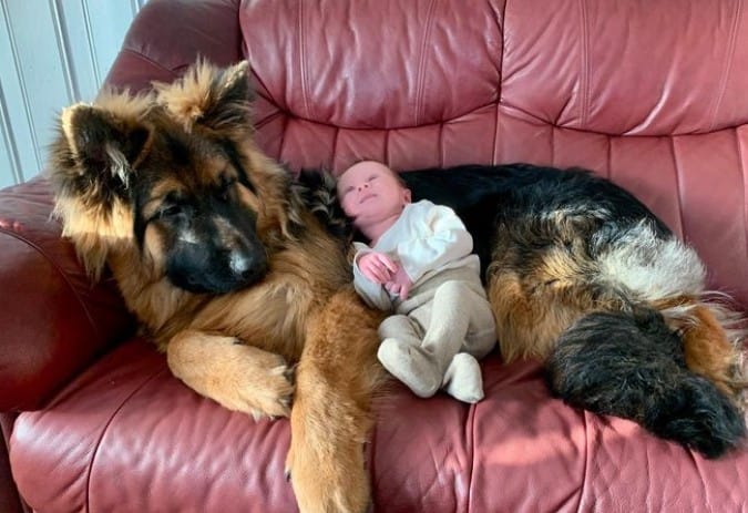 a child sleeps on a German shepherd