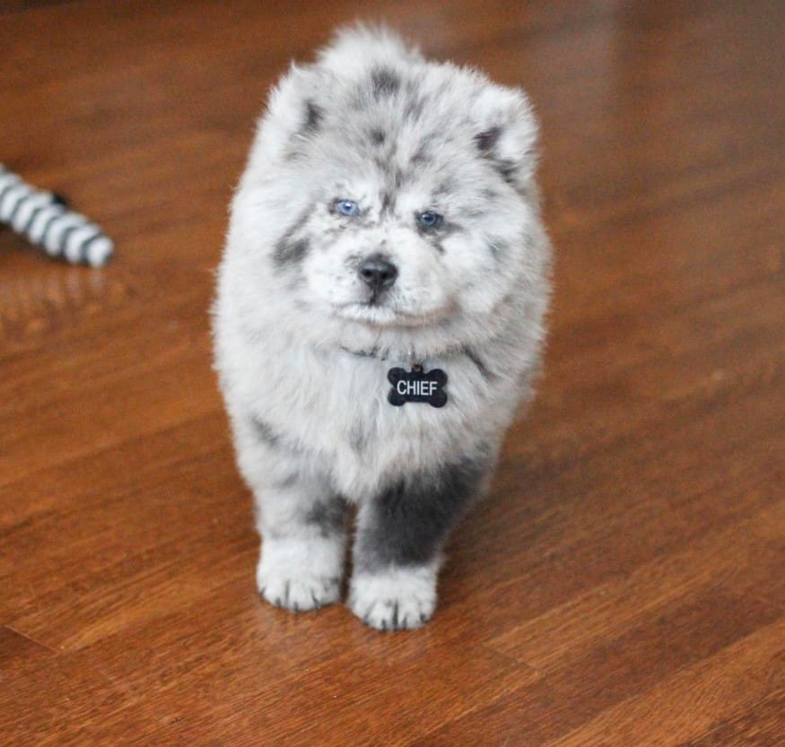 a Chow-Chow puppy is standing on the laminate floor and looking at the camera