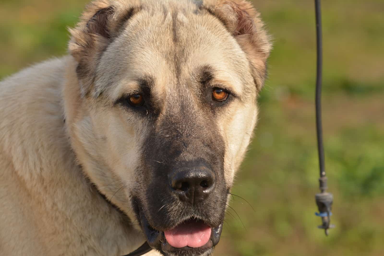 a close-up photograph of a kangal