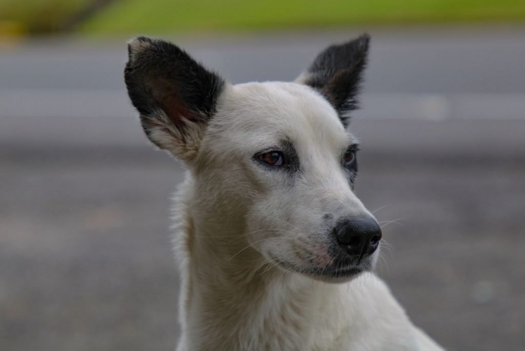 A closeup of the head of a Canaan dog on a street