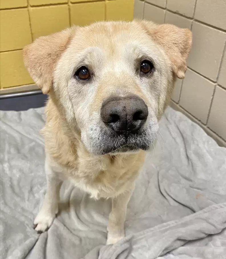 a confused dog sits in the shelter