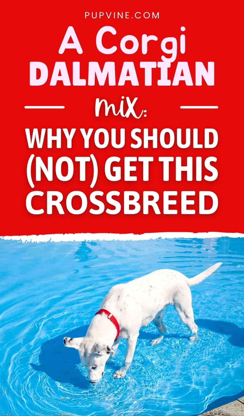 A Corgi Dalmatian Mix - Why You Should (Not) Get This Crossbreed