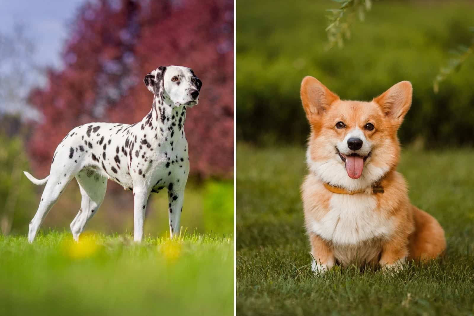 A Corgi Dalmatian Mix – Why You Should (Not) Get This Dog