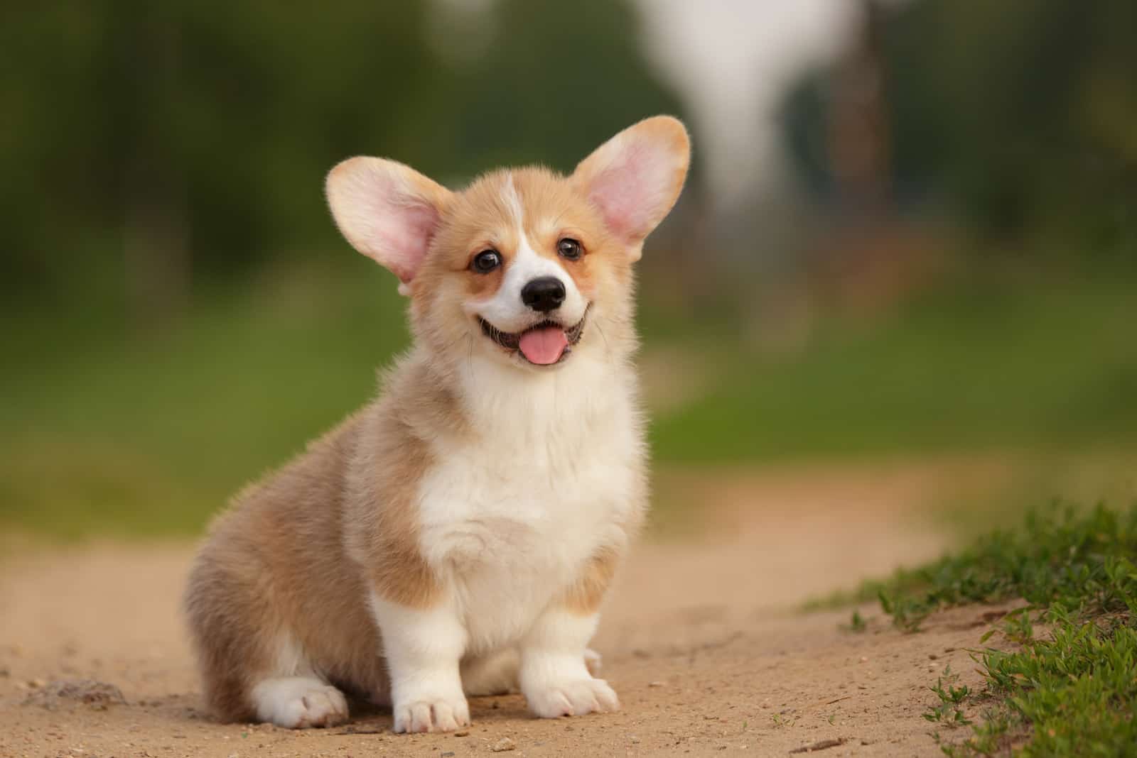 a corgi puppy sits on the sand