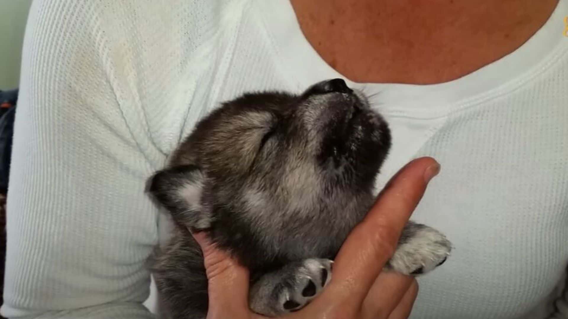 Wolfdog Owners Discover Their Pet Has The Most Unique Way Of Purring  