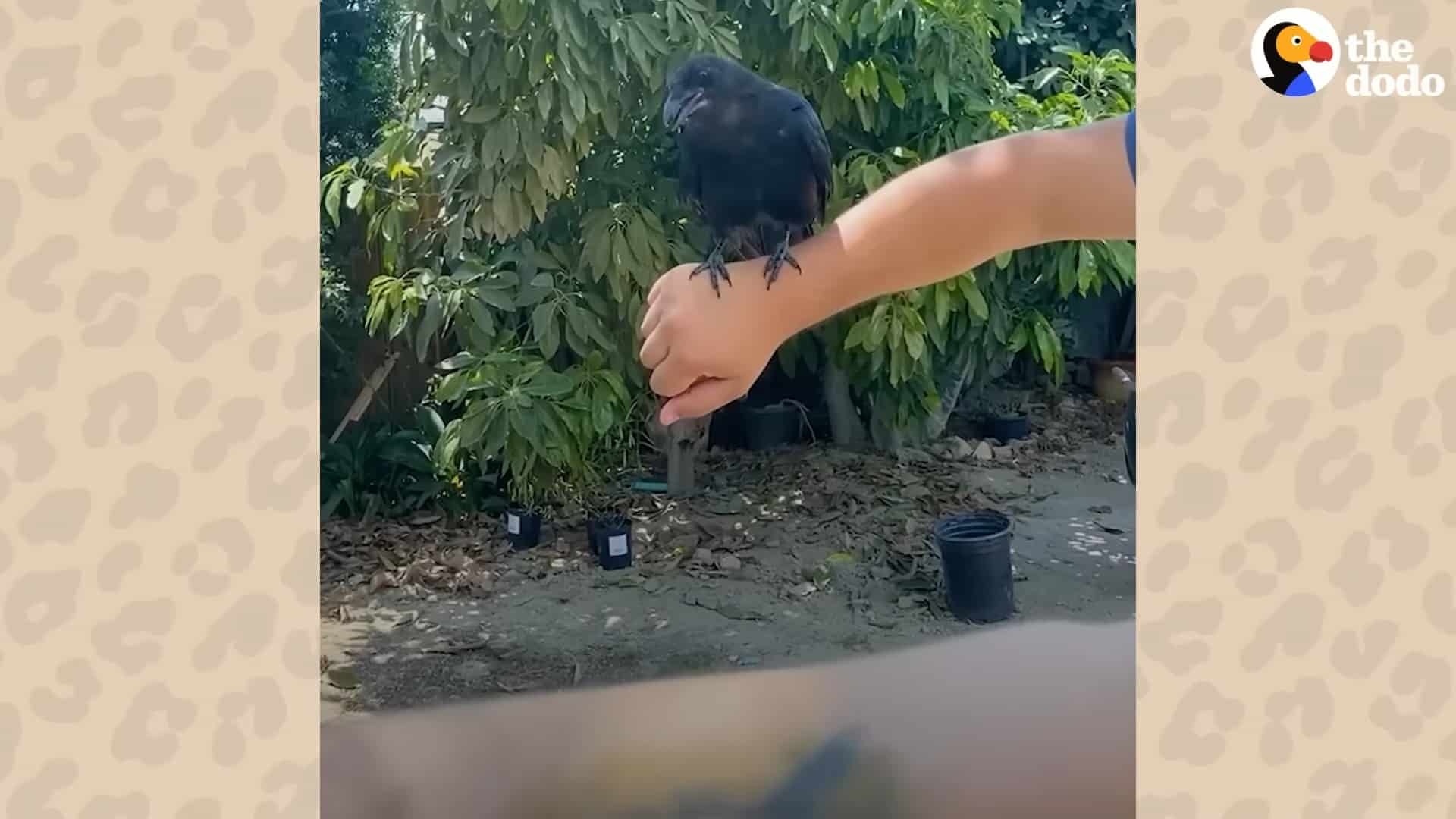 a crow on the hand