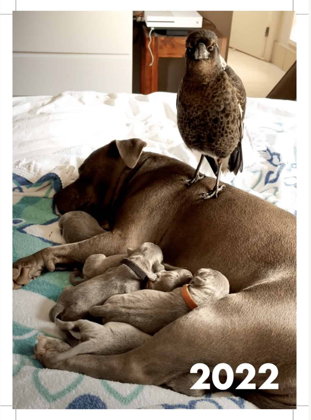 a crow sits on a pit bull while she sleeps