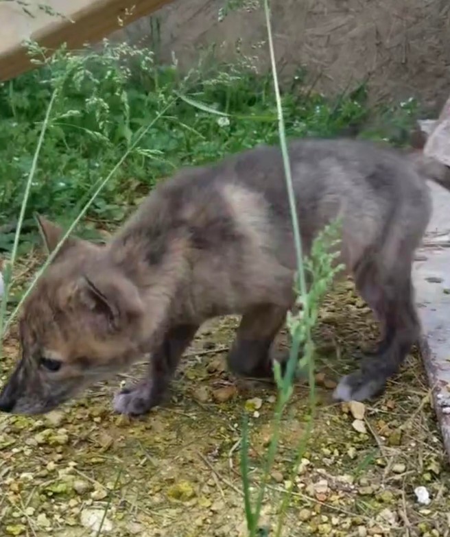 a cute animal sniffs outside