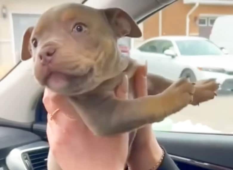 a cute blind puppy in the hands of a woman