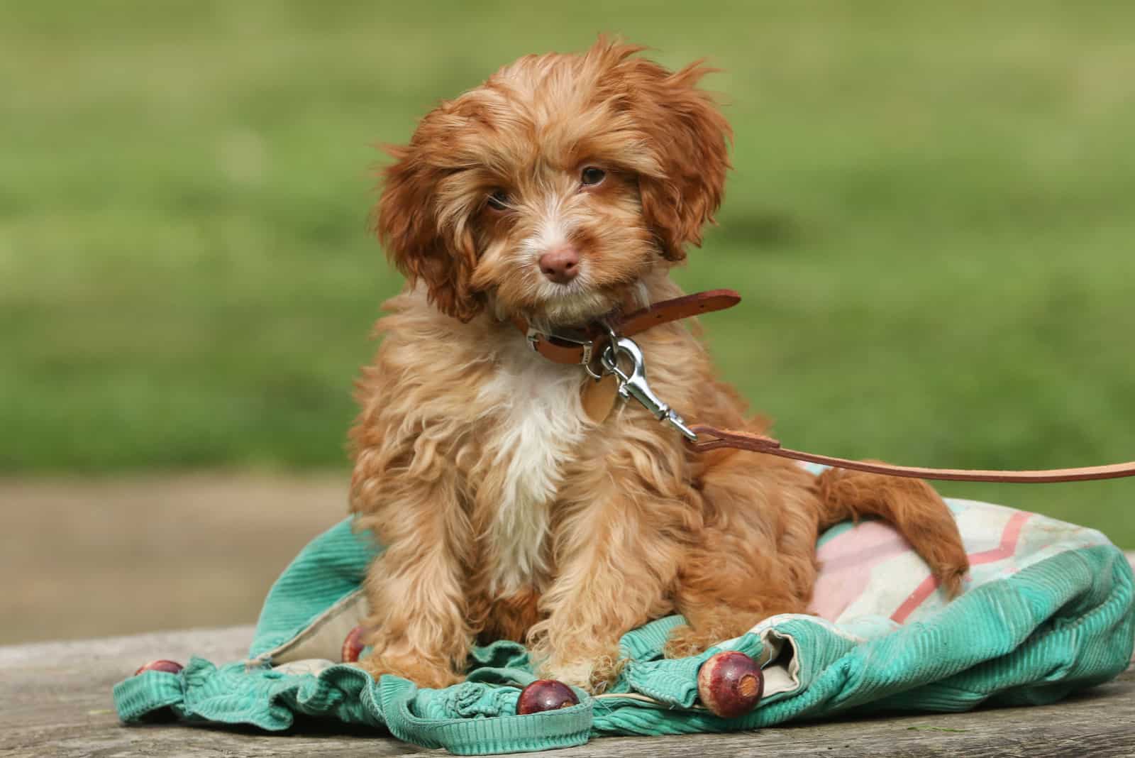 A cute Cavapoo puppy outdoors