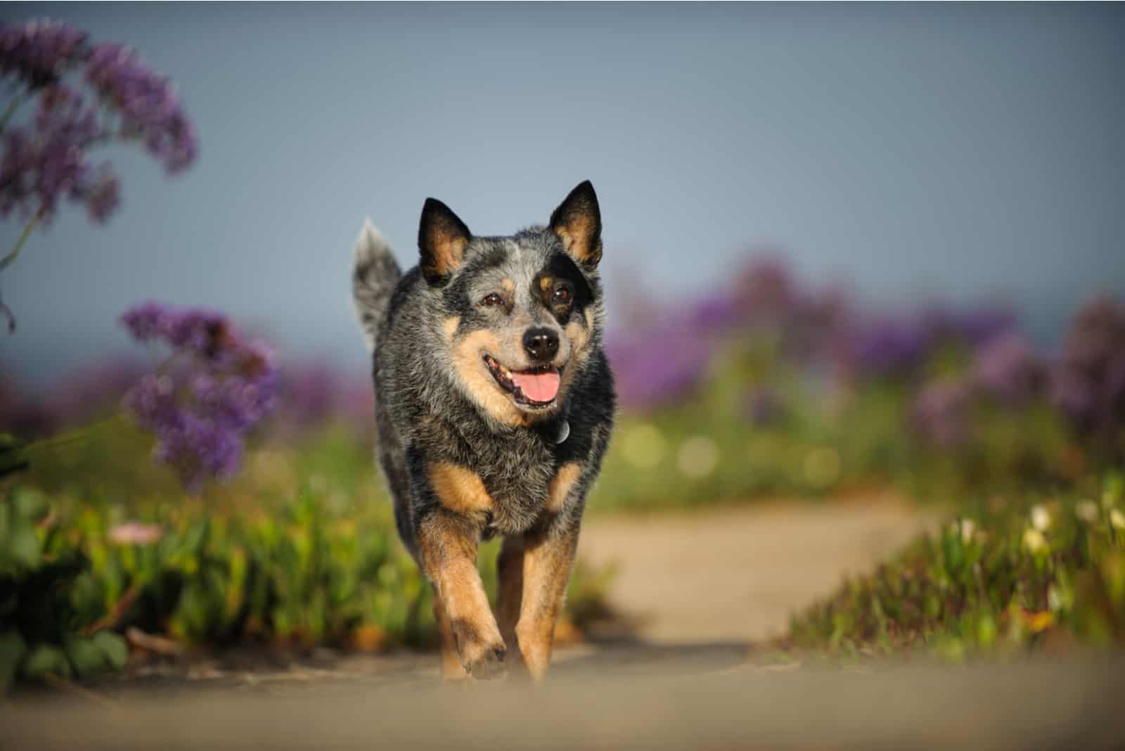 a cute colorful mini dog running outside