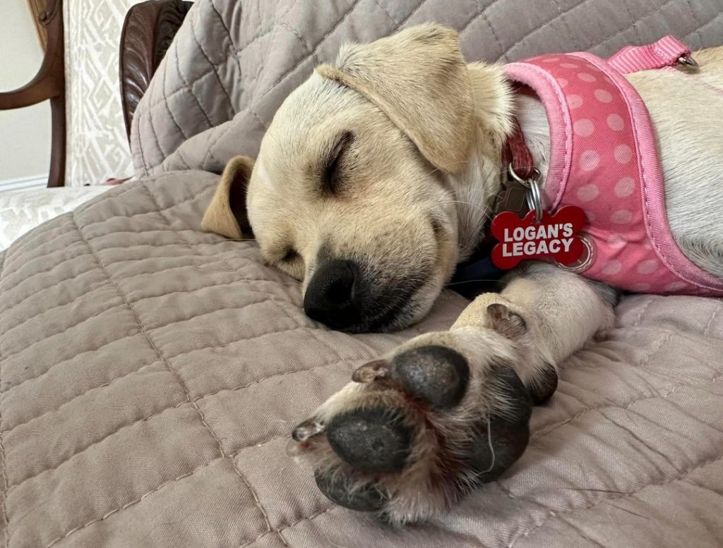 a cute dog is lying on a funny blanket