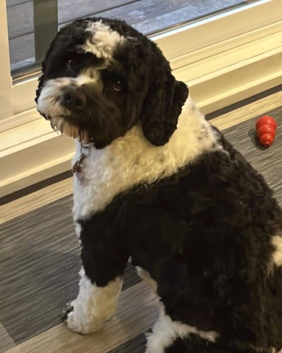 a cute dog is sitting by the window