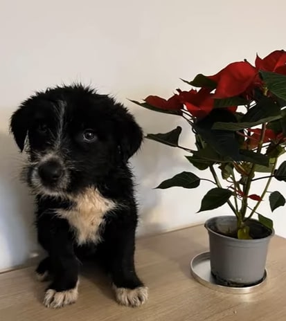 a cute dog is sitting on the laminate next to a pot of roses