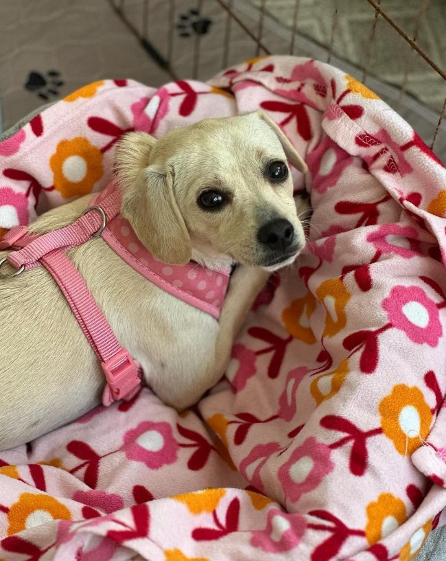 a cute dog on a leash lies on a blanket