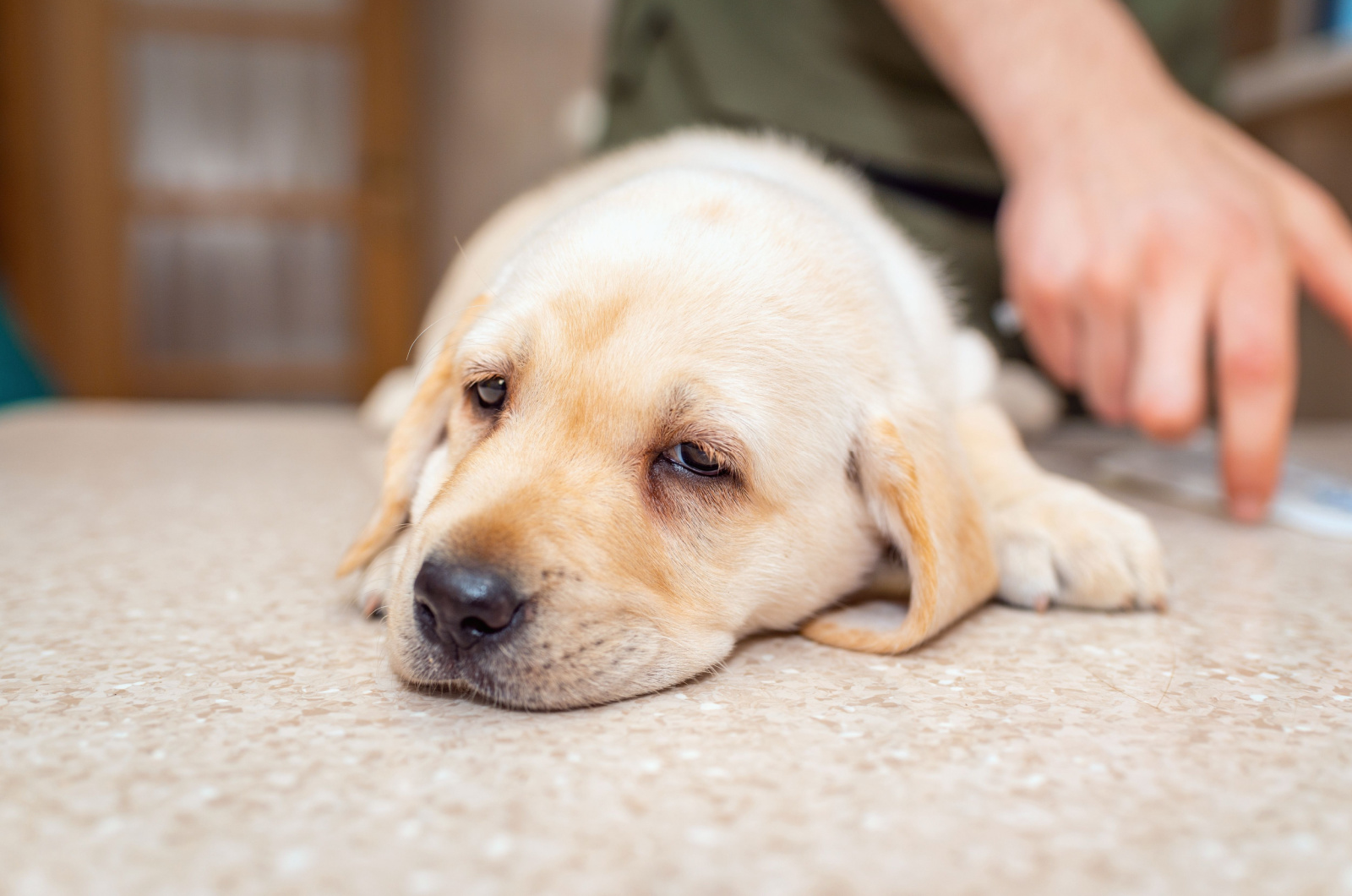 A cute dog puppy labrador lying on the table at the veterinary clinic