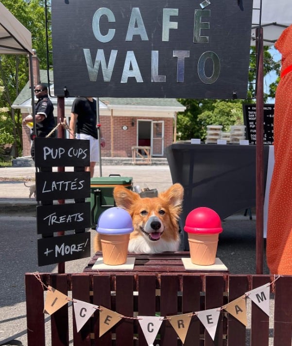 a cute dog sells ice creams