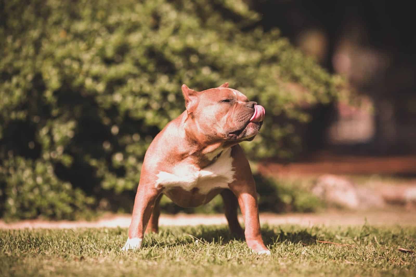 a cute pit bull stands in the yard and licks himself