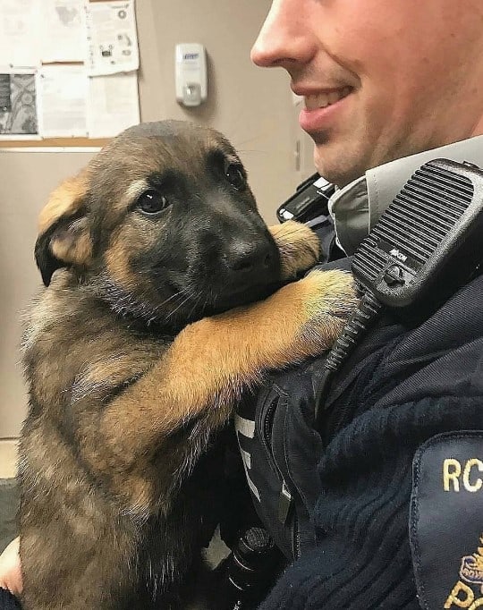 a cute puppy in the arms of a policeman