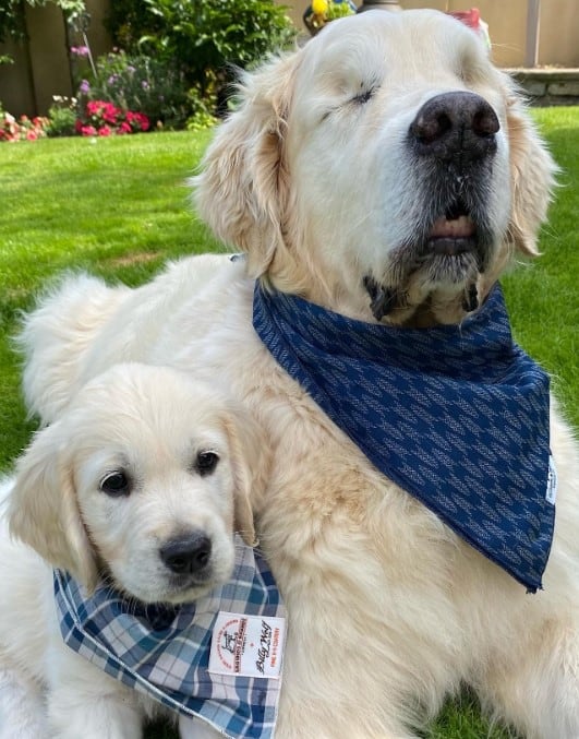 a cute puppy sits next to an older eyeless dog