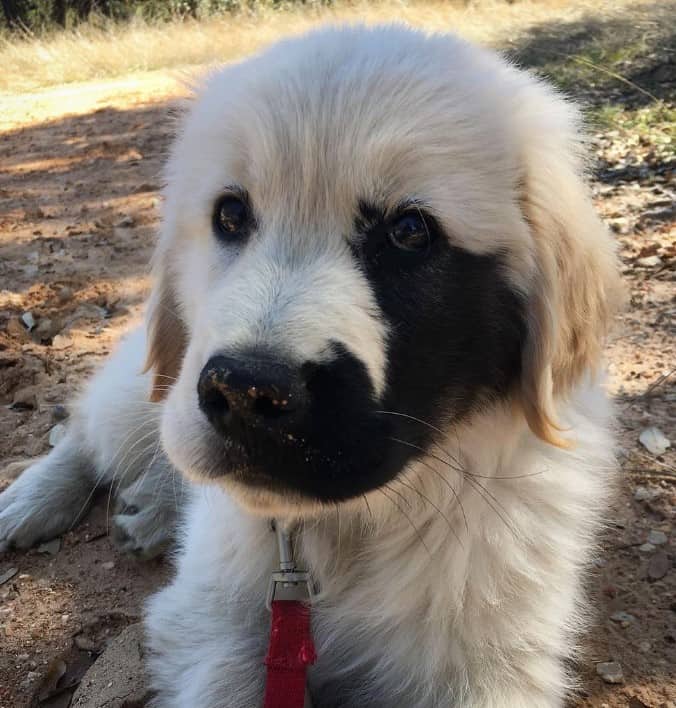 a cute puppy with a genetic mutation