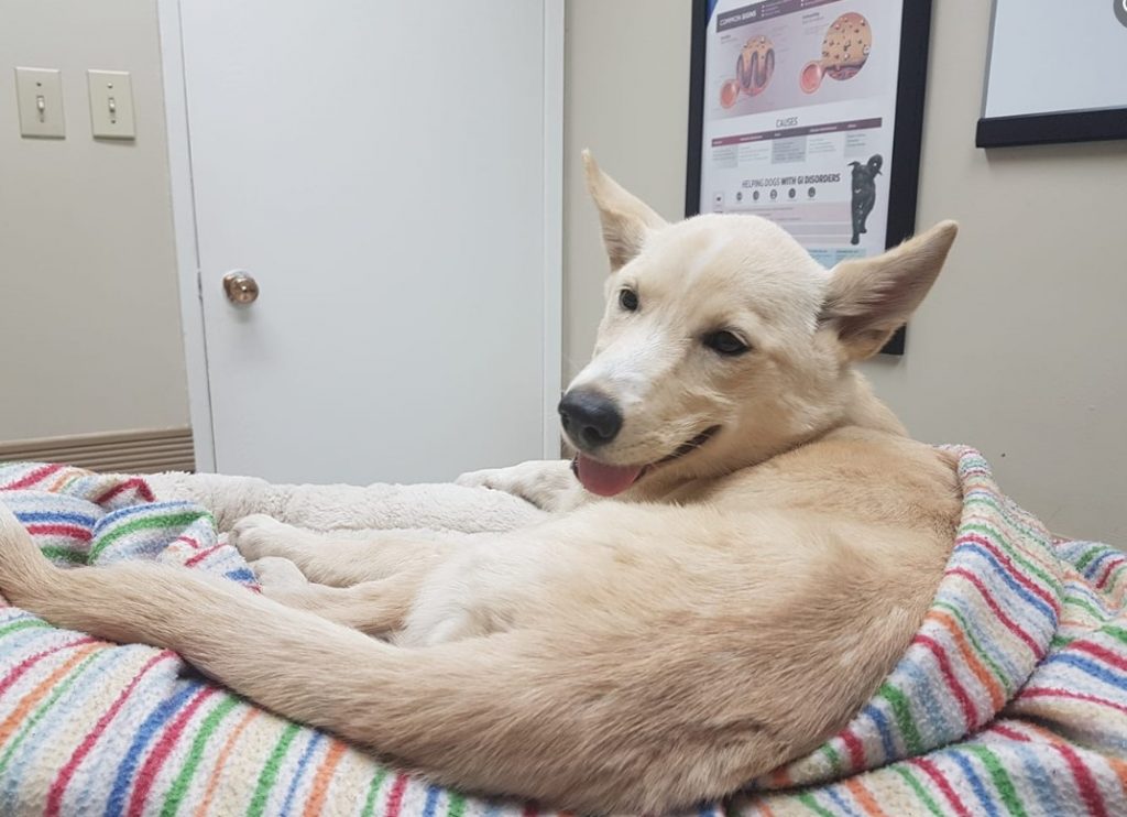 a cute rescued dog is lying on a blanket