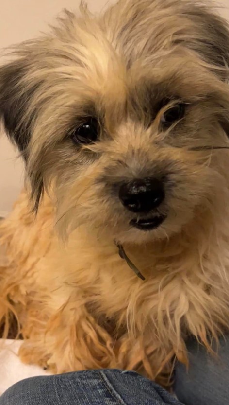 a cute rescued puppy is looking at the camera