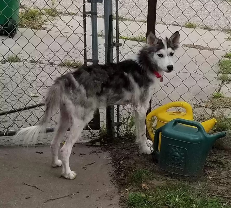 a cute shaggy puppy is standing in the yard by the fence