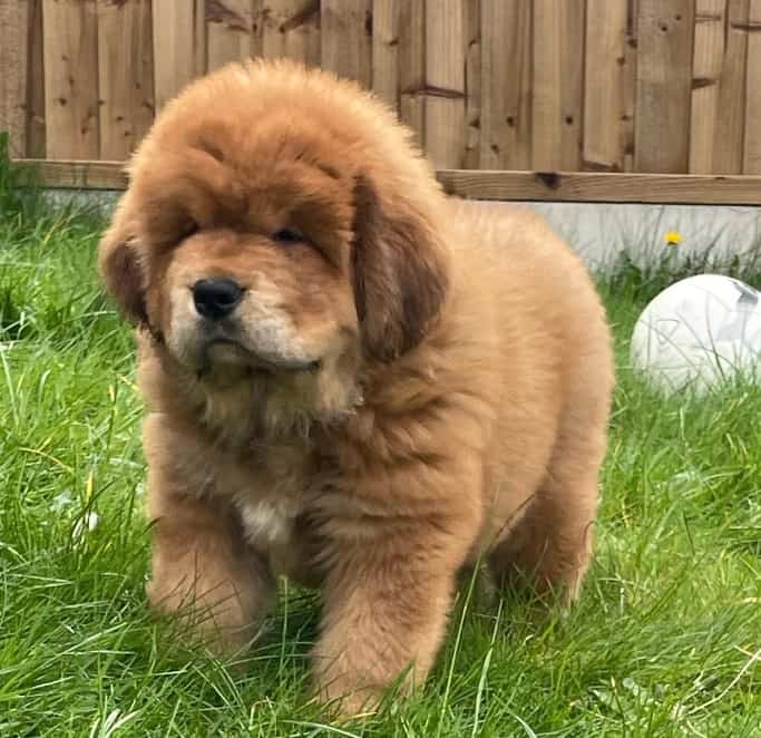 a cute teddy bear walks on the grass