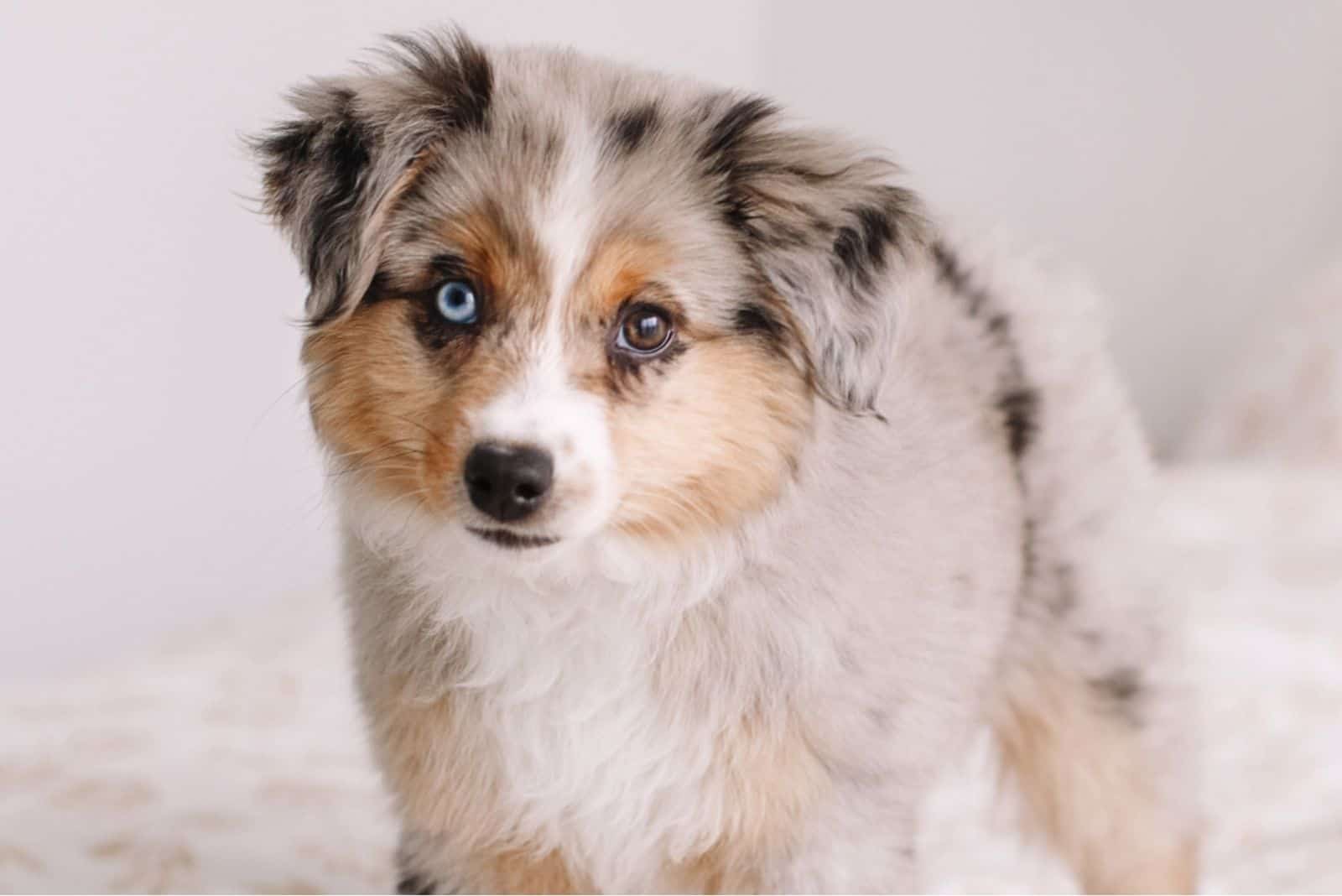 a cute toy dog aussie standing on top of the bed