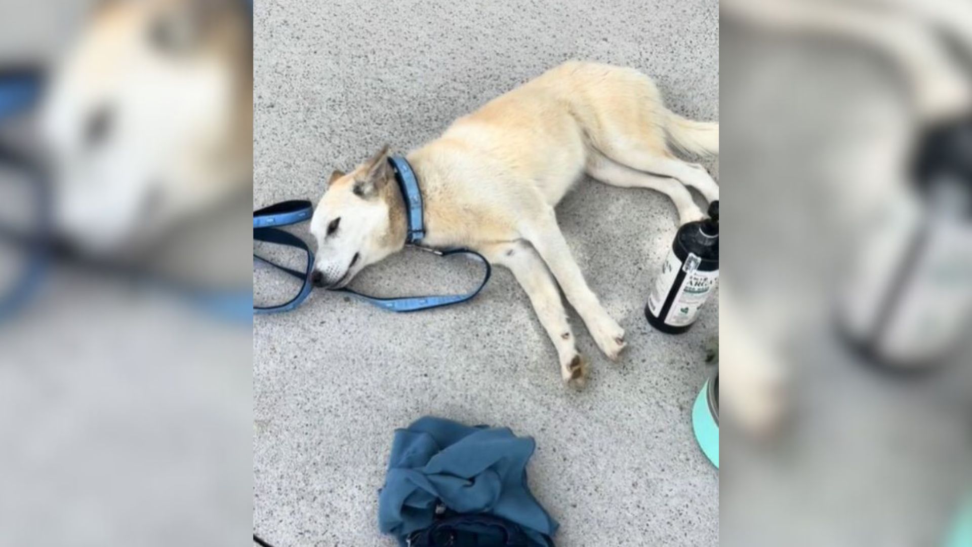 A Delightful Stray Pup In Need Of Help Suddenly Appears At A Ranch And Steals The Owners’ Hearts