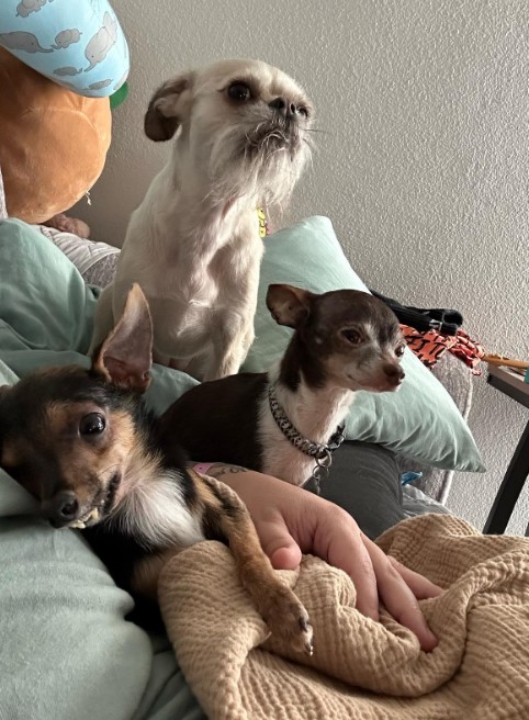 a disabled puppy in a woman's arms while two friends sit next to them