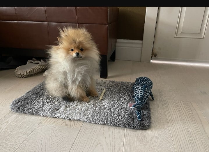 a disheveled dog sits on a mat
