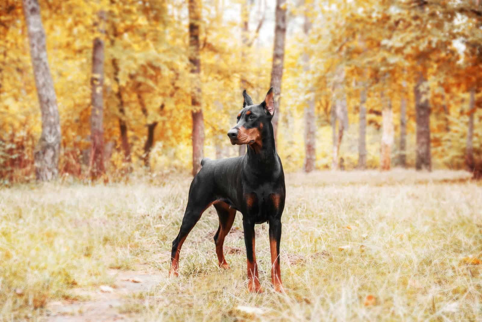 a Doberman Pinscher standing in the woods