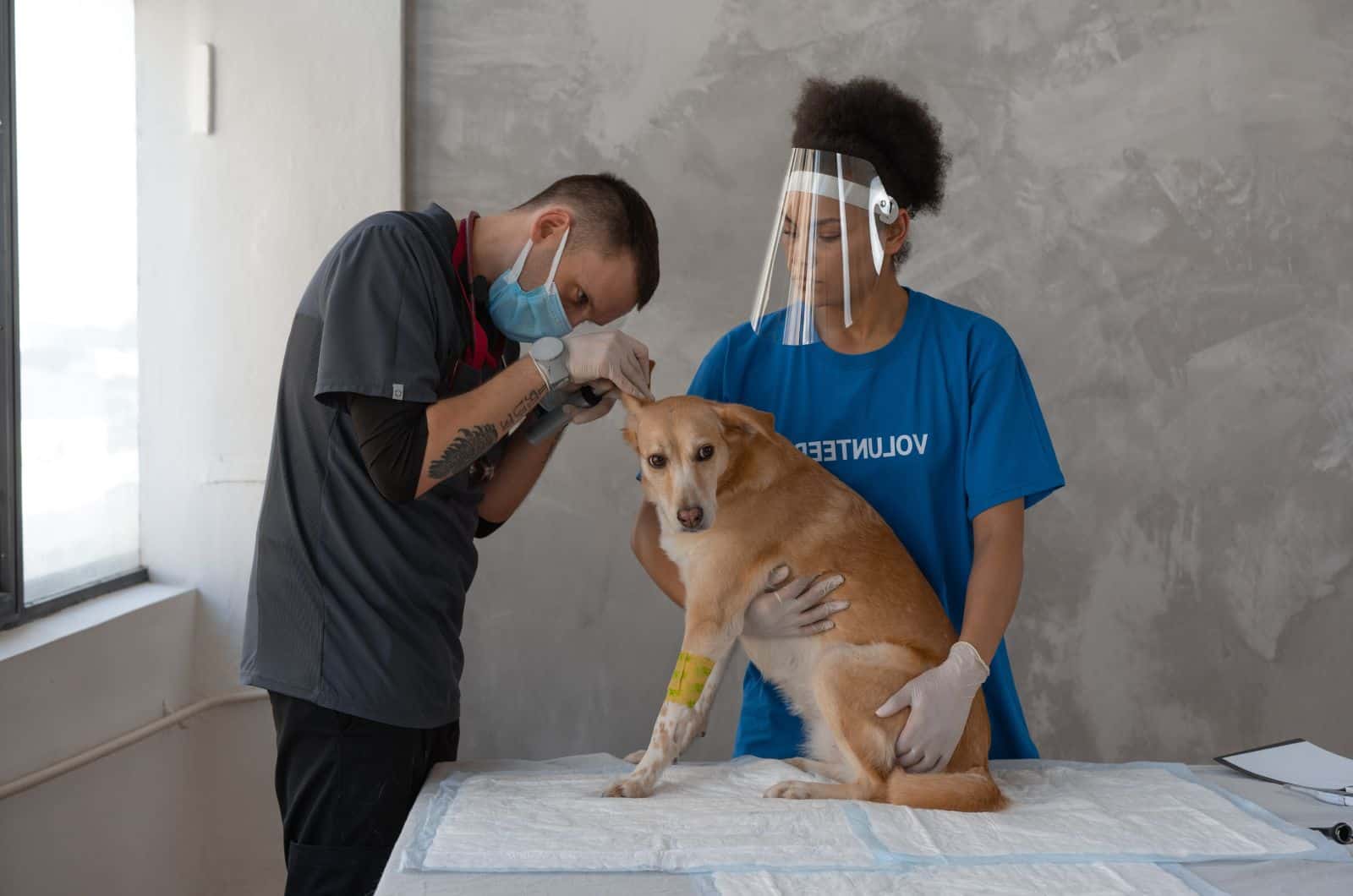 A doctor checking out dog's ear