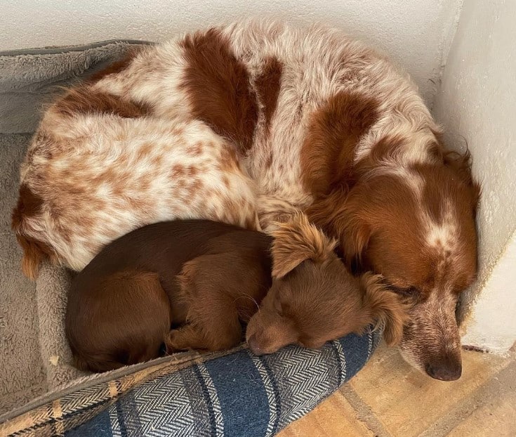 a dog and a puppy are sleeping on the bed