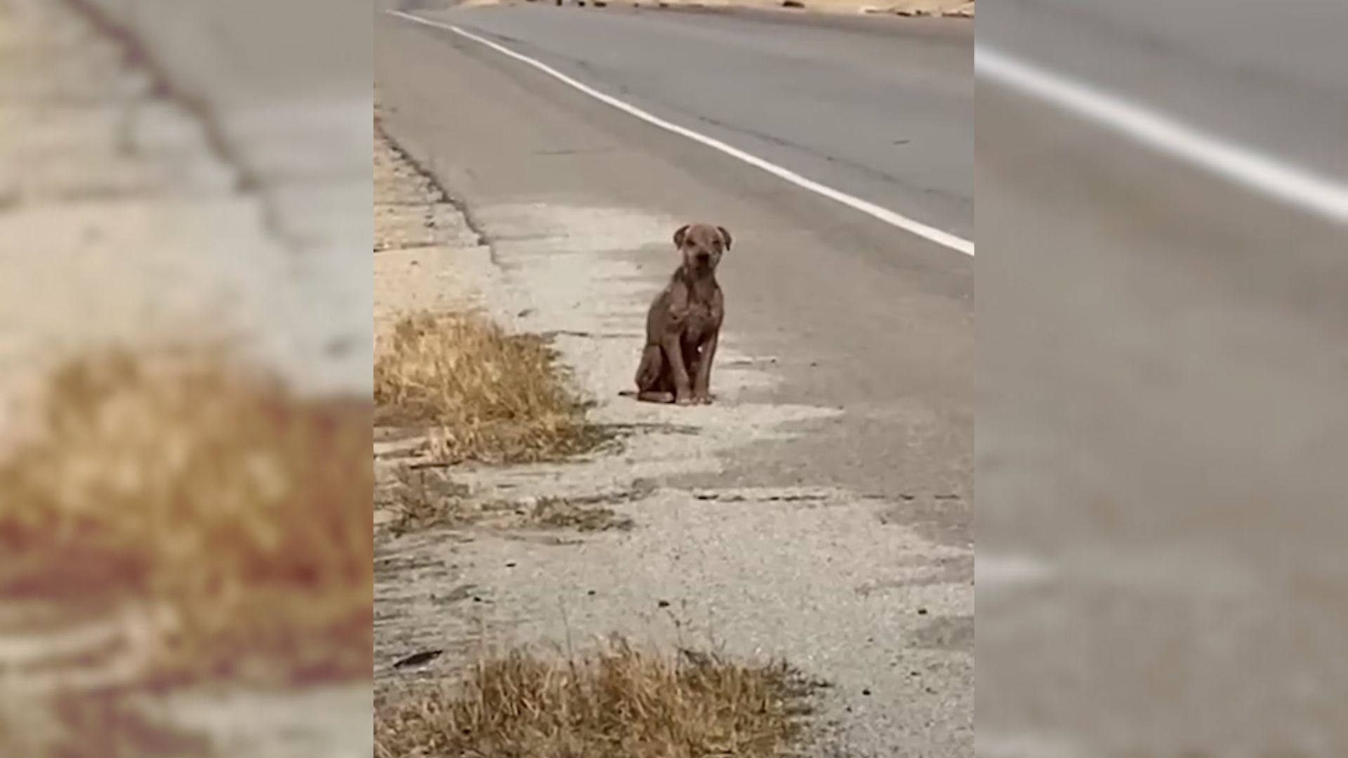 Hairless Dog Found In Critical Condition By Rescuers Has The Most Miraculous Transformation