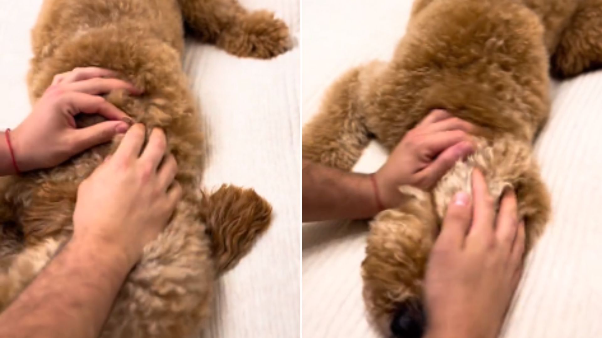 a dog getting massage