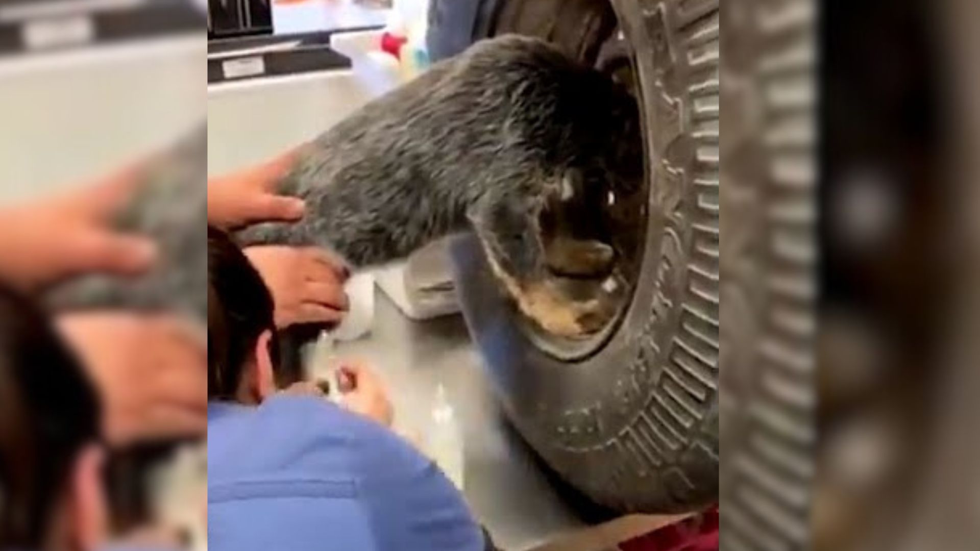 A Dog Got His Head Stuck In A Tire, So Animal Rescuers Rushed To Help Her