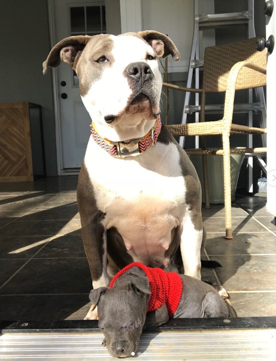 a dog guards the back of a puppy that is barking in the open