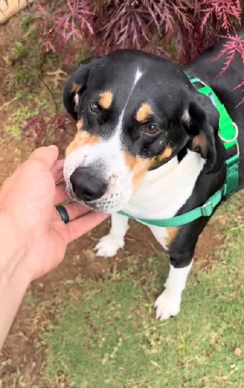 a dog in a garden with a man