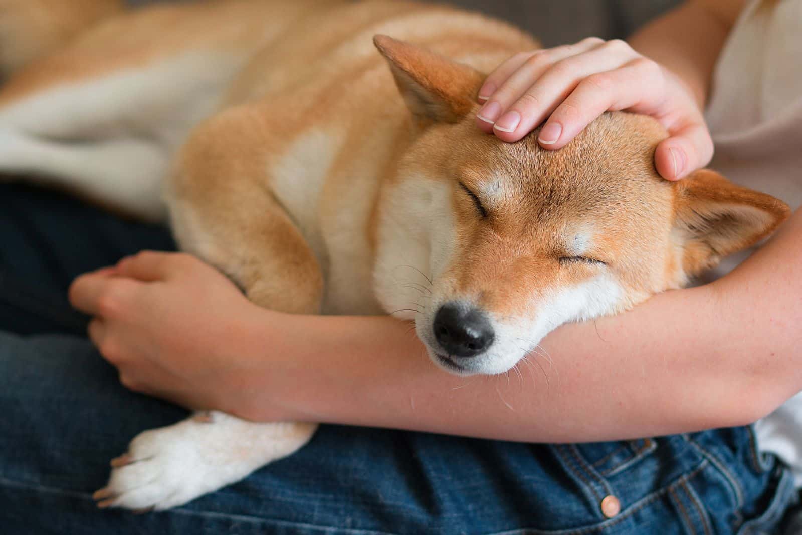 a dog in a woman's lap is petting